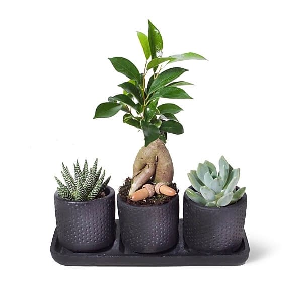 Sukulent - Bonsai Trio Set