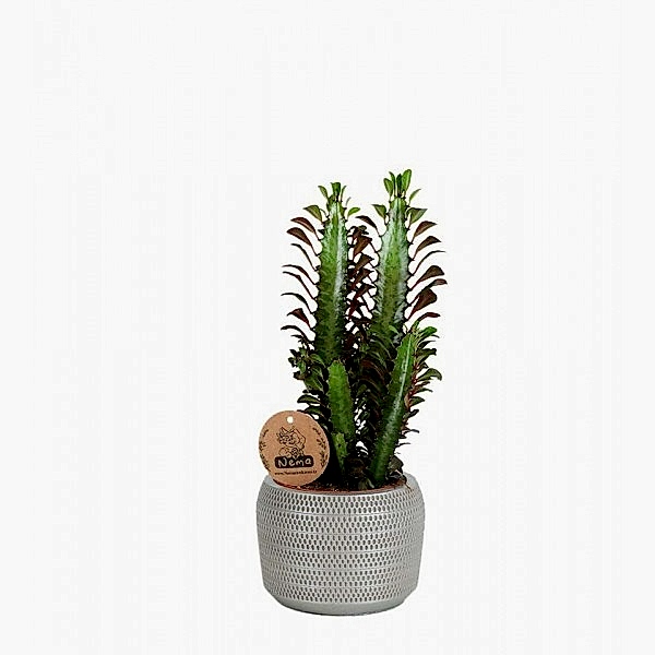 Süt Ağacı - Euphorbia Trigona Gri Lucy