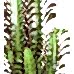 Süt Ağacı - Euphorbia Trigona Kırmızı Lucy