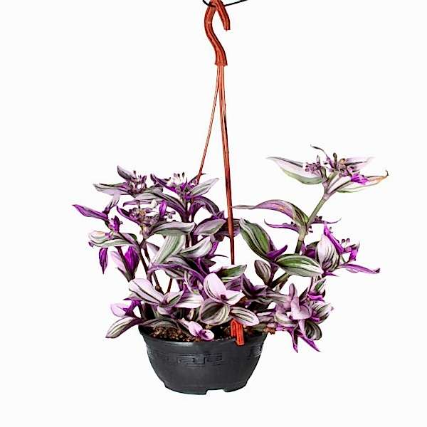 Telgraaf Çiçeği - Tradescantia Fluminensis