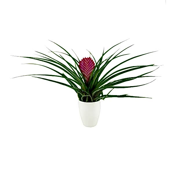 Tillandsia Cyanea - Hava Bitkisi Sweet Lily 