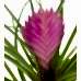 Tillandsia Cyanea - Hava Bitkisi Sweet Lily