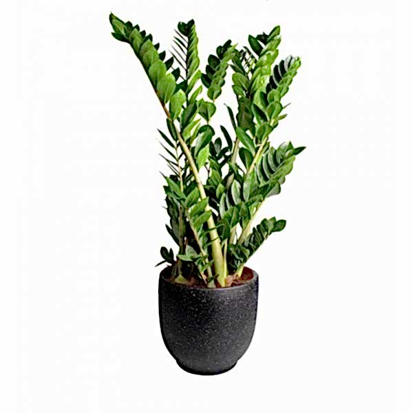 Zeze Çiçeği - Zamia Zamiifolia Siyah Ala Terracotta